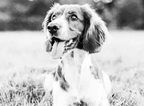 Dog Bites
