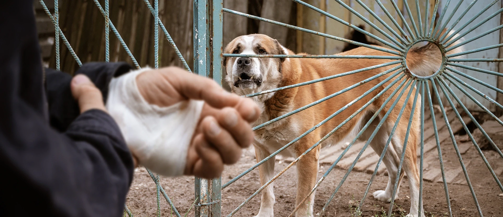 A vicious dog being a fence